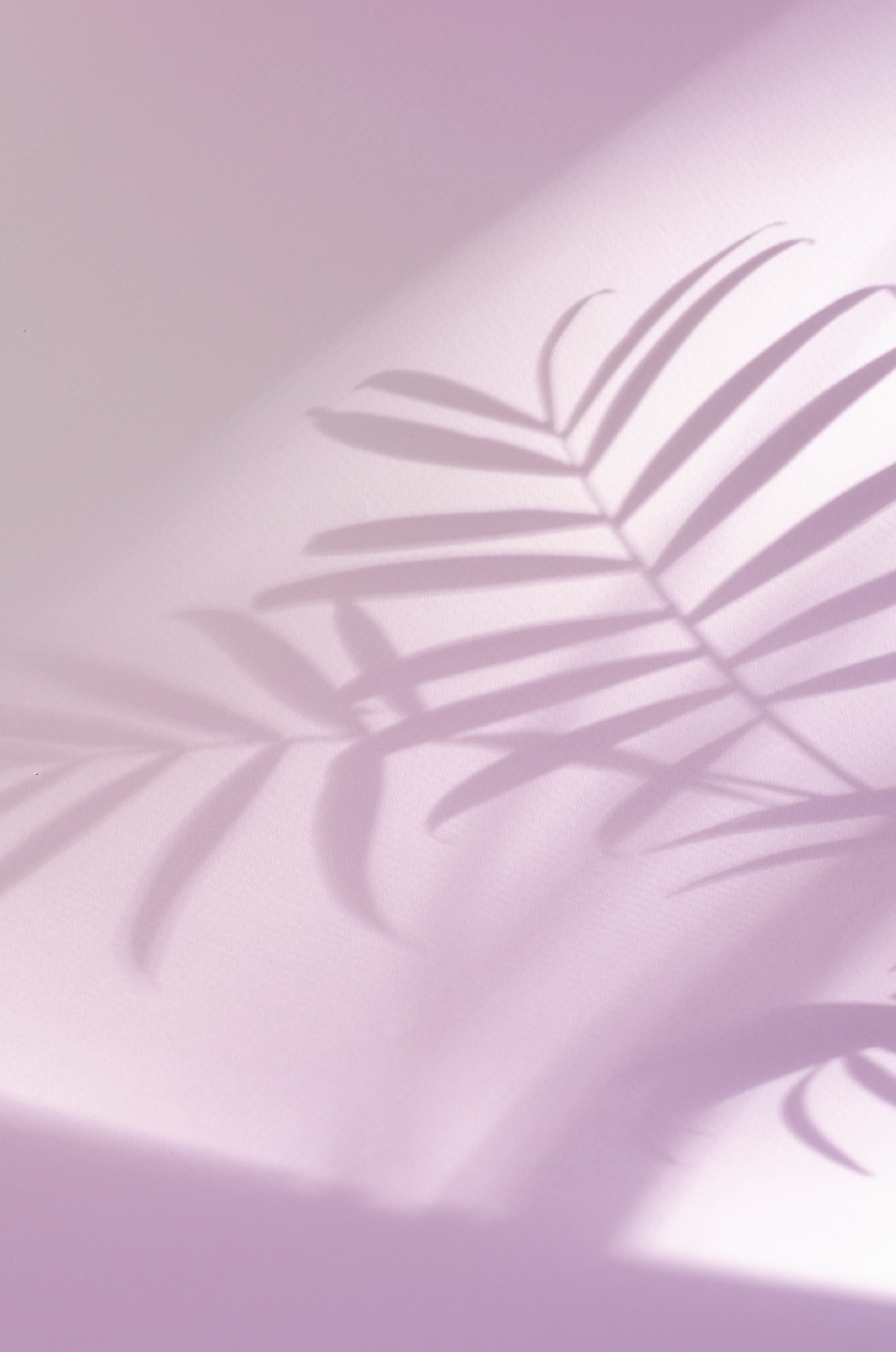 Botanical pink vertical background with shadow of palm leaves.